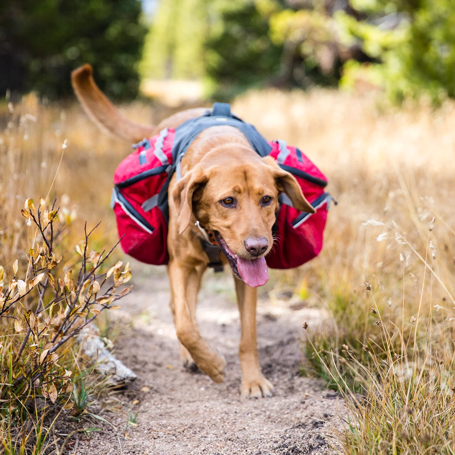 fun dog accessories