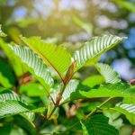 Exploration of Ingredients and Formulation in VIVAZEN's Kratom Products