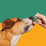 cbd treats for dogs