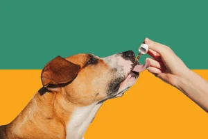 cbd treats for dogs