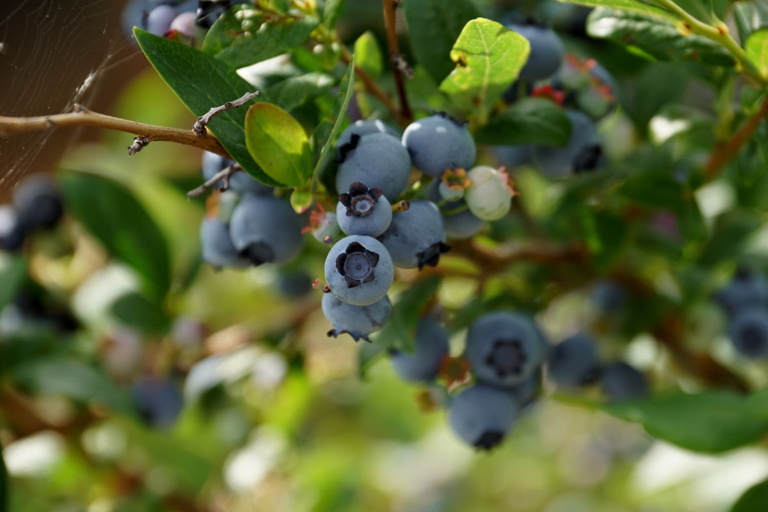 blueberry companion plants