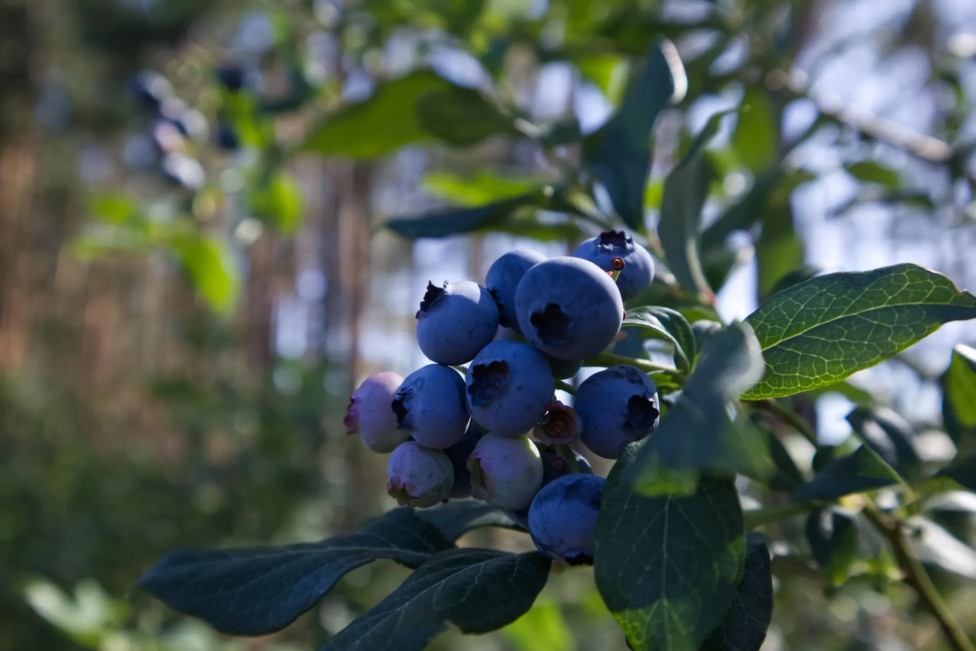 Discover Blueberry Companion Plants