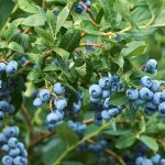 Discover Blueberry Companion Plants: How To Create A Harmonious Garden?