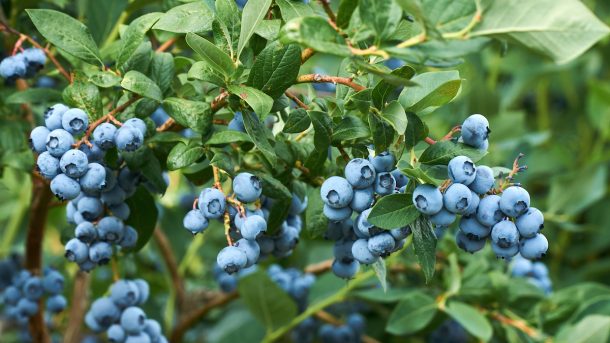 Discover Blueberry Companion Plants: How To Create A Harmonious Garden?