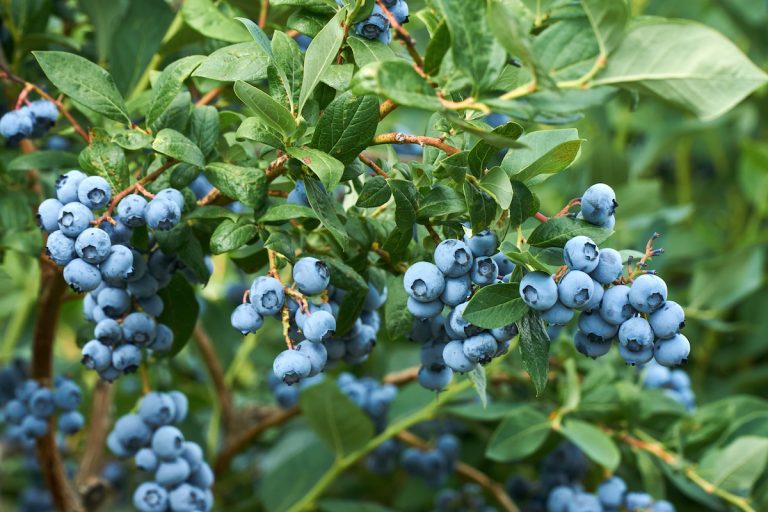 Discover Blueberry Companion Plants: How To Create A Harmonious Garden?